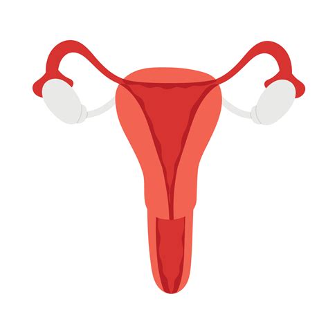 Female Reproductive System Organs Location Uterus And Ovaries Flat