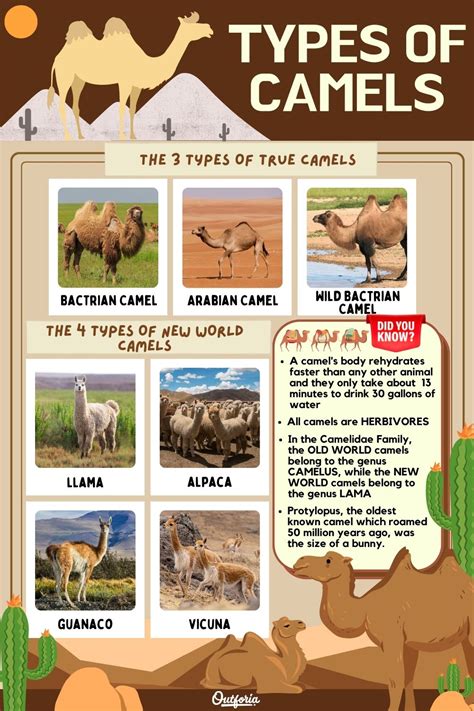 The 7 Types of Camels: From the Desert to the Andes