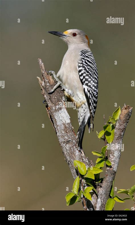 Golden-fronted Woodpecker - Melanerpes aurifrons - female Stock Photo
