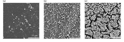 Biofilm formation by Scottish clinical isolates of Staphylococcus ...