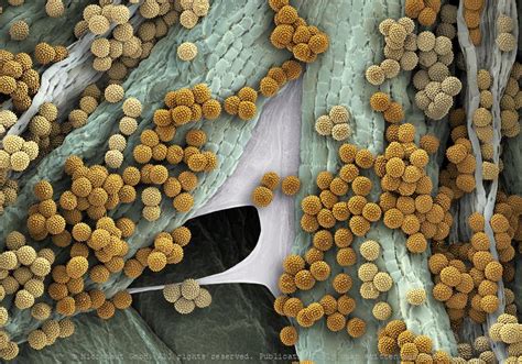 Ragweed Pollen Ambrosia Artemisiifolia Micronaut The Fine Art Of