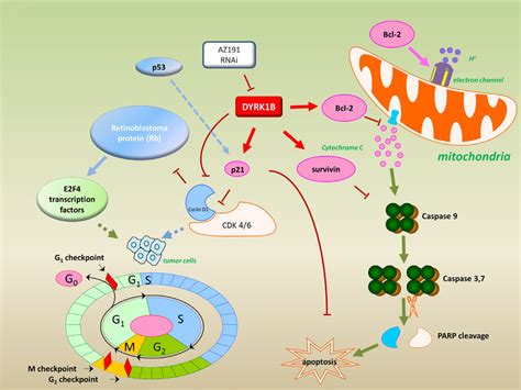 Model For Targeting Dyrk1b To Regulate Cell Proliferation And Apoptosis