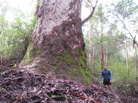 Australias Largest Trees Big Tree Giant Trees Australias Biggest