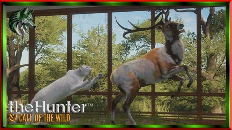 Big Piebald Roosevelt Elk Diamond Blacktail Deer Thehunter Call Of