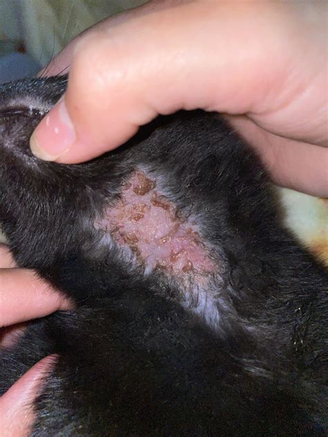 can cat itching without vet 6