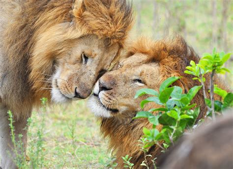 animal facts lion 9