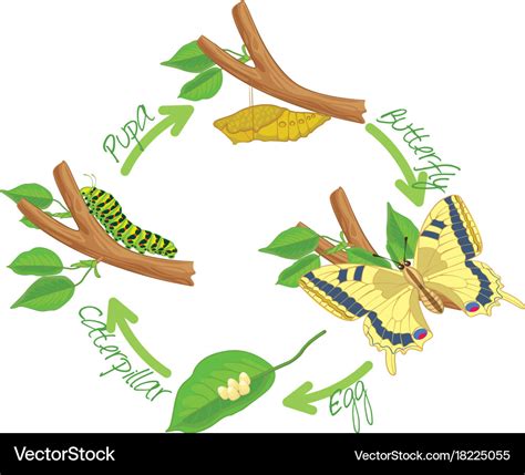 Metamorphosis of the butterfly Royalty Free Vector Image