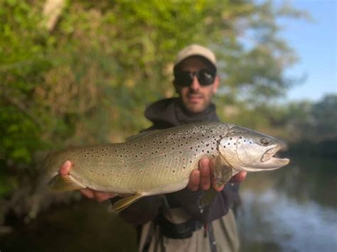 PESCA DE TRUCHAS Guías técnicas y consejos para 2024