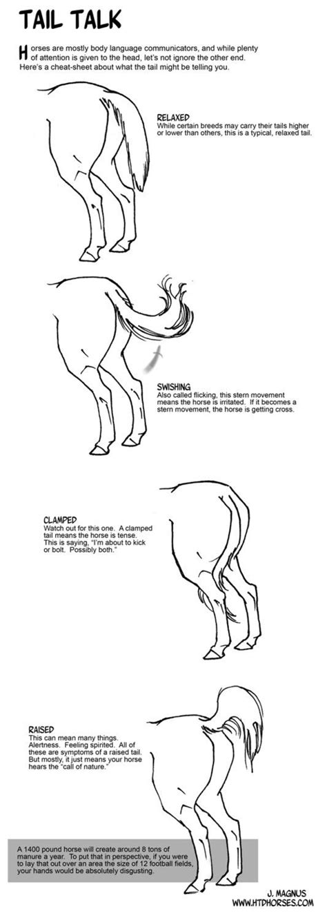 Horse Tail Talk by sketcherjak on deviantART | Horse tail, Horse riding tips, Horse facts