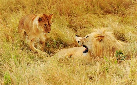 Kenya Safari And Beach Safari Holiday Packages