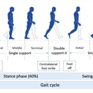 Functional Phases Of A Normal Gait Cycle According To 50