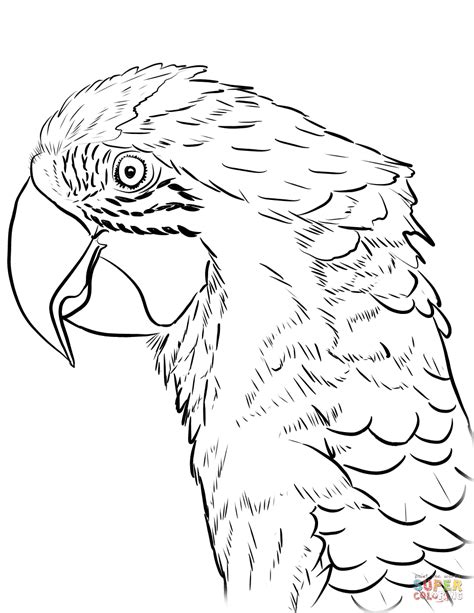 Head Of Macaw Coloring Page Free Printable Coloring Pages Elephant