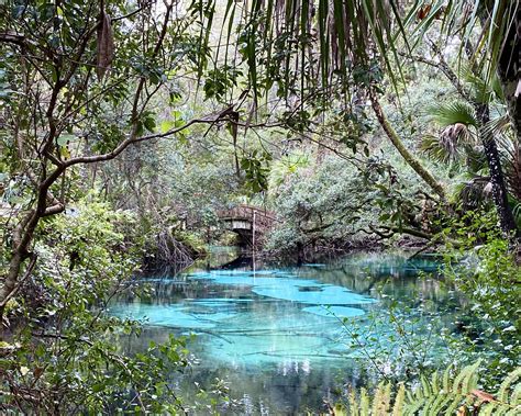 Springs In The Ocala National Forest - Florida Lives