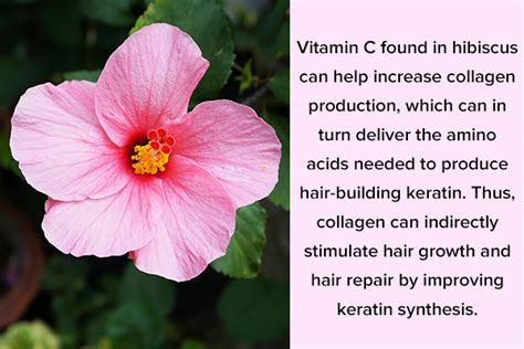 Diy Hibiscus Hair Mask For Beautiful And Silky Hair