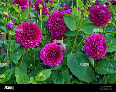 Dahlia Hapet Hi Res Stock Photography And Images Alamy