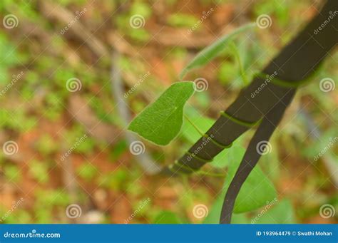 Climber Plant Climbing The Tree Stock Image Image Of Outdoor Climber