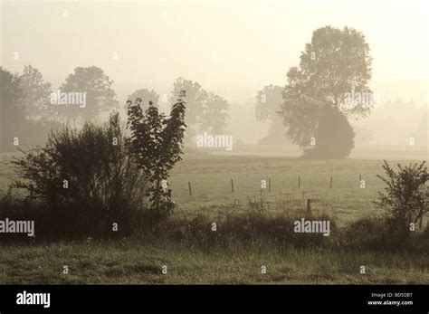 Trees In Morning Mist Stock Photo Alamy