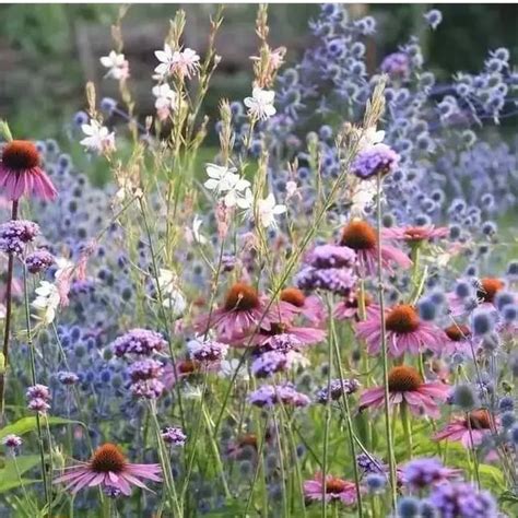 24 Perennial Plant Combinations That Look Stunning Together Artofit