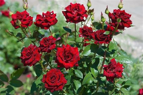 How to Grow Roses - Flower Shop