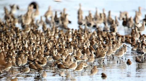 Satukan Suara Kita Untuk Konservasi Burung Hari Burung Bermigrasi