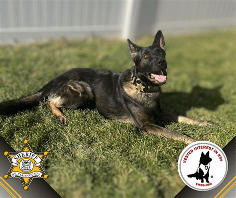 St Clair County Sheriffs Office K9 Brock To Get Donation Of Body