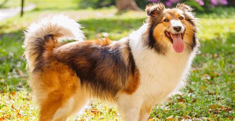 Shetland Sheepdog Guide Lifespan Size And Characteristics