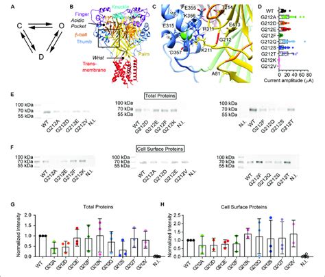 Current And Protein Expression Of Gly212 Mutants A Kinetic Scheme Download Scientific