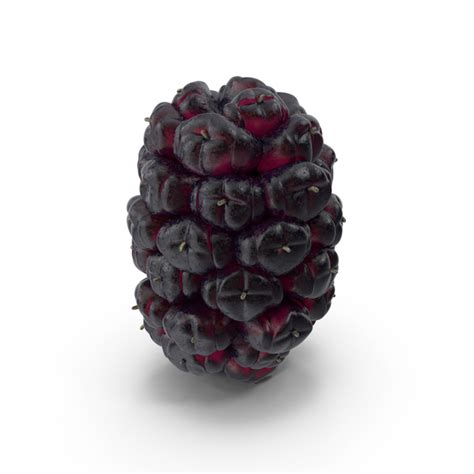 morus png images psds   pixelsquid sf