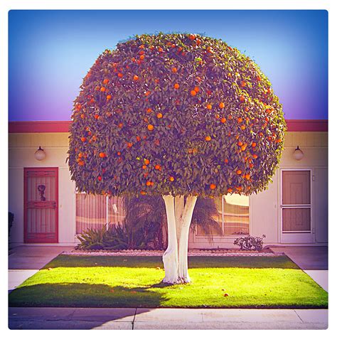 Orange Tree Sun City Arizona Quis Ut Deus Flickr