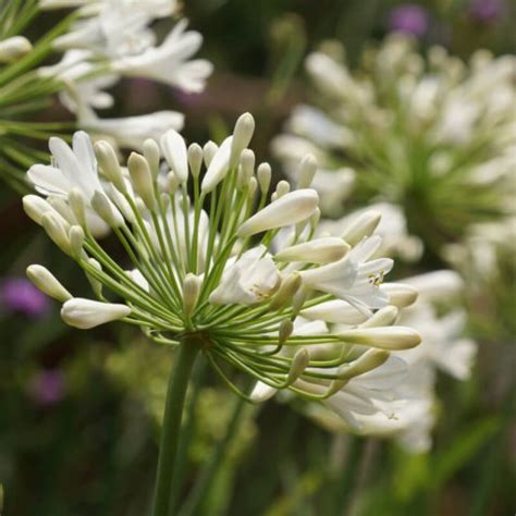 Plantes De Agapanthe Blanche AGAPANTHUS AFRICANUS Blanc T O G