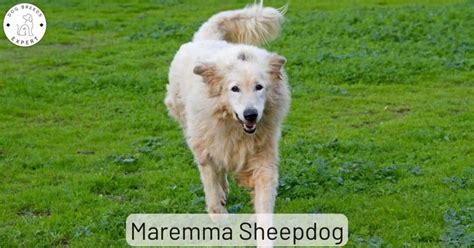 Are You Curious About The Maremma Sheepdog Temperament And Character?