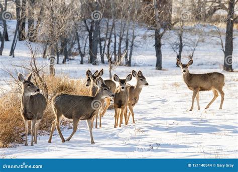 Herd of Mule Deer in the Snow. Wild Deer on the High Plains of C Stock ...