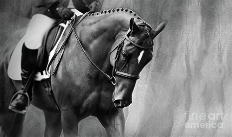 Elegance Dressage Horse Large Photograph By Michelle Wrighton Fine