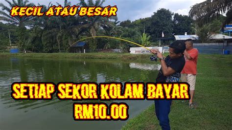 Test Umpan Durian Belanda Di Kolam Pancing Air Tawar Gedangsa Youtube