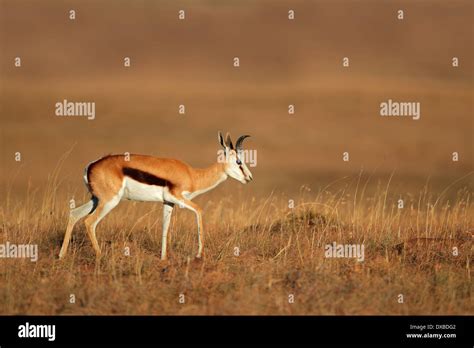 Springbok Antelope Antidorcas Marsupialis Walking In Grassland South