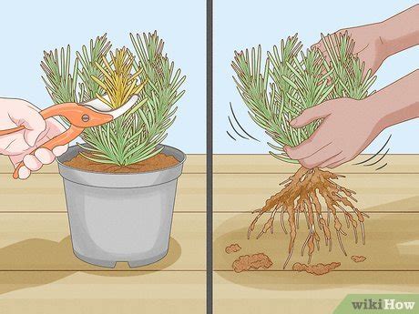 How To Plant Lavender Steps With Pictures Wikihow