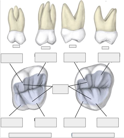 Maxillary Second Molars Diagram | Quizlet