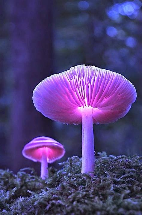 Glowing Lavender Mushrooms Photos Hub