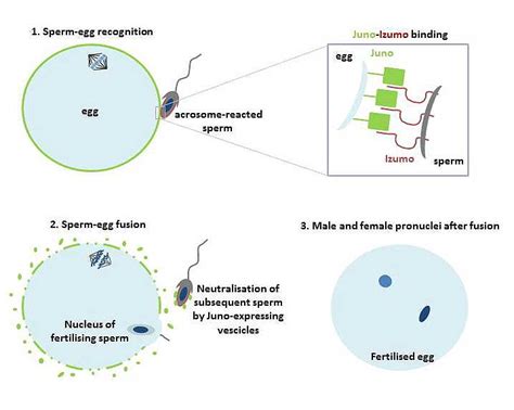 The Egg Enigma Wellcome Sanger Institute Blog