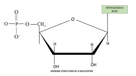 Structure Of Nucleoside