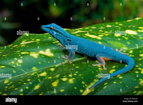 Electric Blue Gecko Immagini E Fotografie Stock Ad Alta Risoluzione Alamy