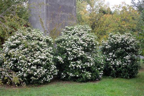 Viburnum tinus - Plant ID @ HCP