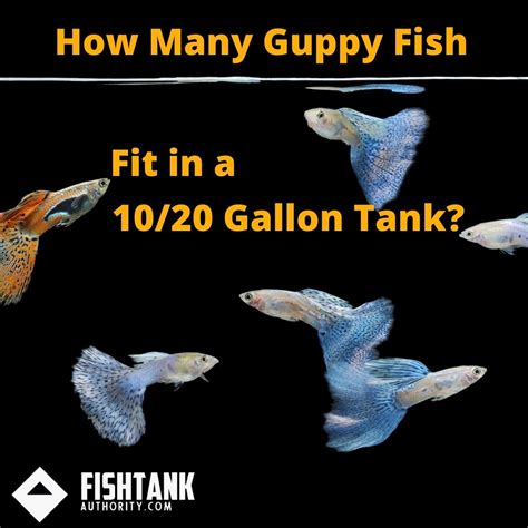 How Many Guppies In A 10 Gallon Tank FishtankAuthority