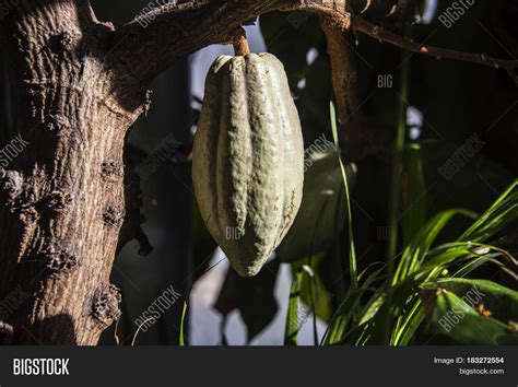 Cacao, Cacao Tree, Image & Photo (Free Trial) | Bigstock