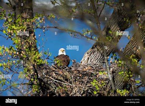 Nido De Aguila Calva Fotografías E Imágenes De Alta Resolución Alamy