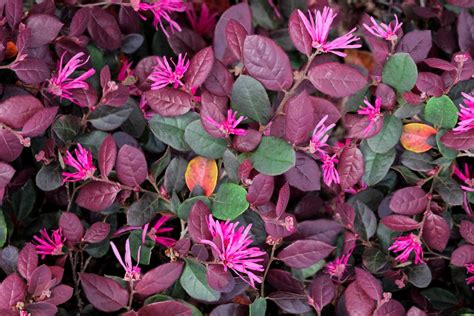 How To Grow And Care For Loropetalum BBC Gardeners World