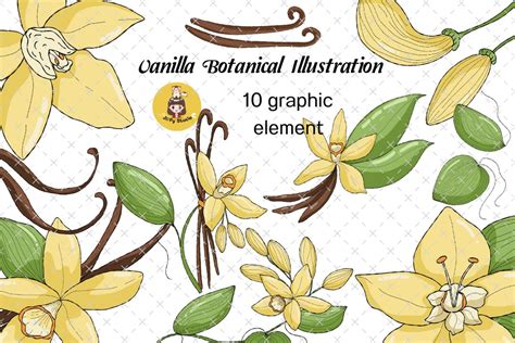 Digital Clip Art Set of Vanilla Flower Botanical. Set of - Etsy