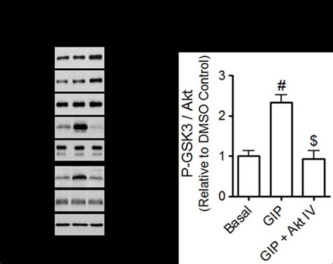 Akt Inhibitor IV Akt IV Inhibits GIP Mediated Activation Of Akt