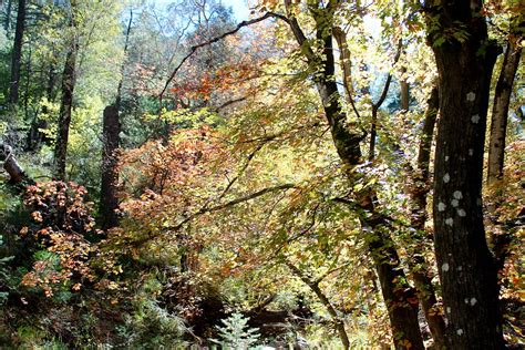 Ramsey Canyon Fall Colors At Ramsey Canyon Preserve Part Flickr