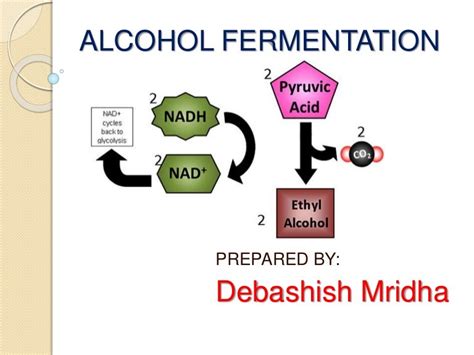 FERMENTATION OF ALCOHOL